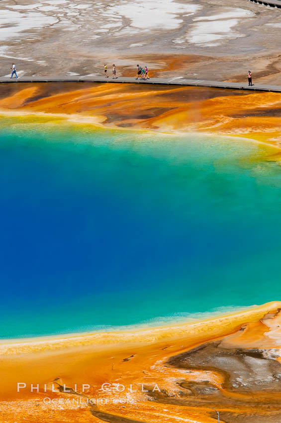 Grand Prismatic Spring displays a stunning rainbow of colors created by species of thermophilac (heat-loving) bacteria that thrive in narrow temperature ranges.  The blue water in the center is too hot to support any bacterial life, while the outer orange rings are the coolest water.  Grand Prismatic Spring is the largest spring in the United States and the third-largest in the world.  Midway Geyser Basin. Yellowstone National Park, Wyoming, USA, natural history stock photograph, photo id 13585