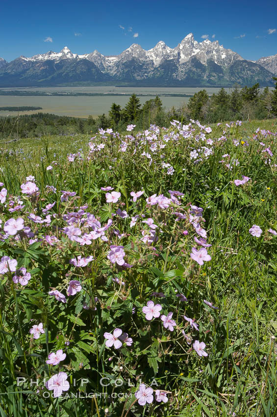 Wildflowers on Shadow Mountain with the Teton Range visible in the distance. Grand Teton National Park, Wyoming, USA, natural history stock photograph, photo id 13022