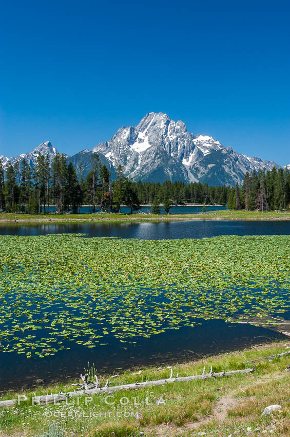 Lilypads cover Heron Pond, Mount Moran in the background. Grand Teton National Park, Wyoming, USA, natural history stock photograph, photo id 07430