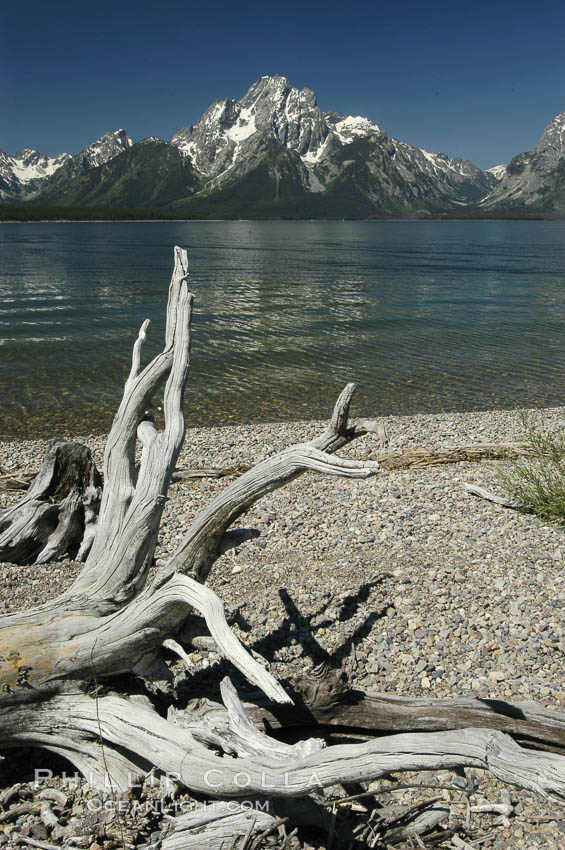 Driftwood along the shoreline of Jackson Lake with Mount Moran in the background. Grand Teton National Park, Wyoming, USA, natural history stock photograph, photo id 07412