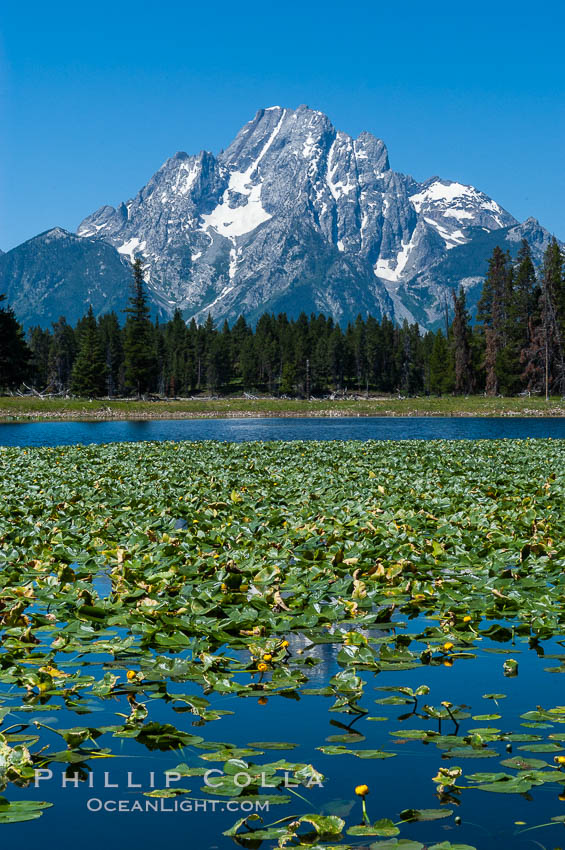 Lilypads cover Heron Pond, Mount Moran in the background. Grand Teton National Park, Wyoming, USA, natural history stock photograph, photo id 07428