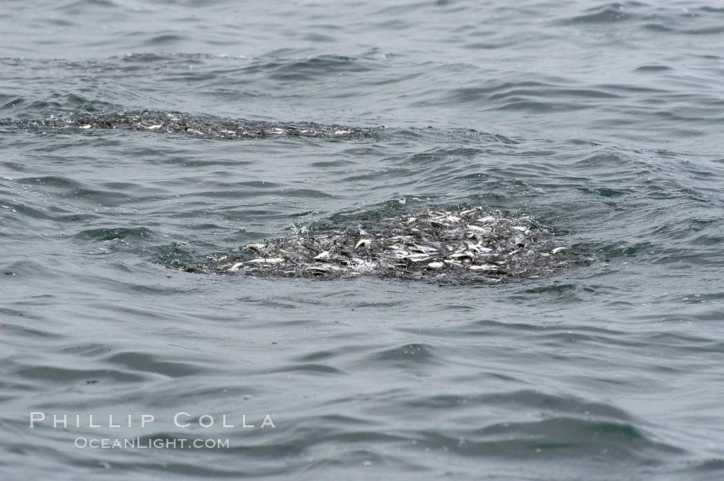 Bait fish aggregate into a tight ball, likely driven to ocean surface by predatory fish below.  Species unknown.  Offshore San Diego. California, USA, natural history stock photograph, photo id 07596