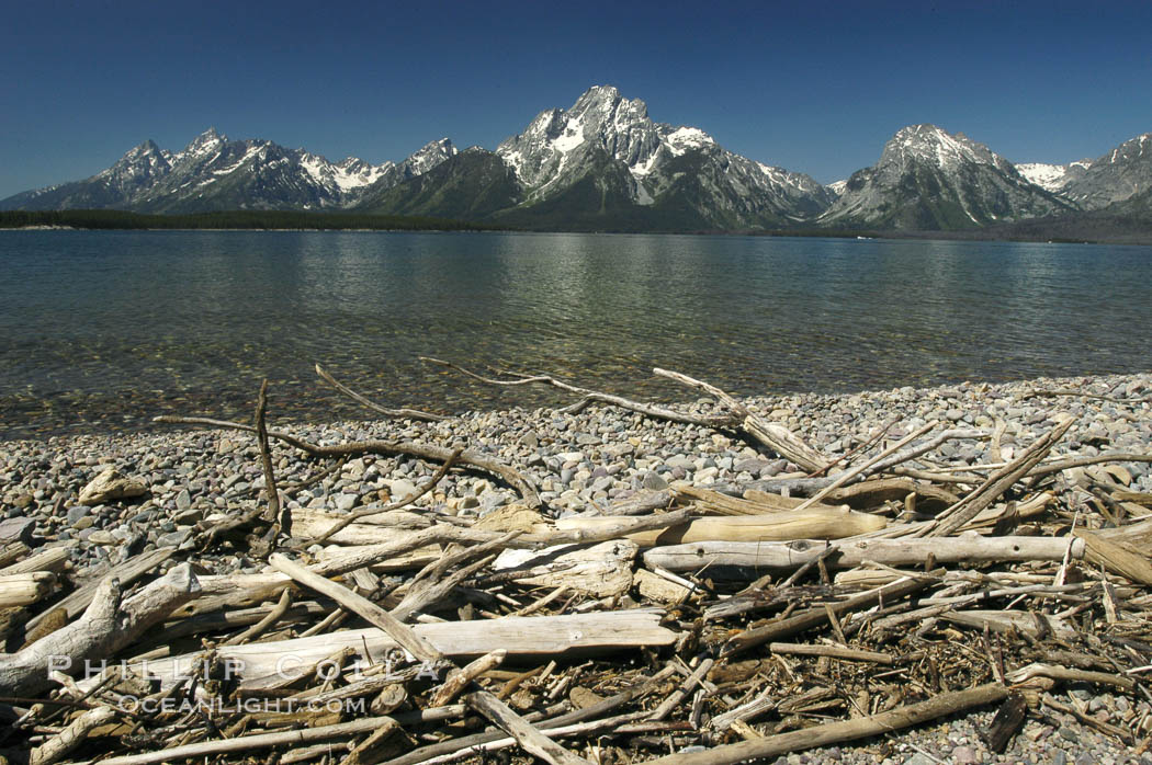 Driftwood along the shoreline of Jackson Lake with Mount Moran in the background. Grand Teton National Park, Wyoming, USA, natural history stock photograph, photo id 07411