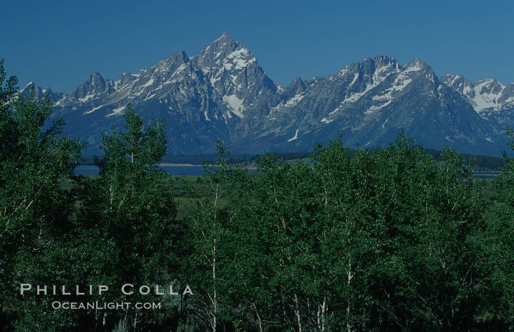 The Teton Range and Aspens, summer. Grand Teton National Park, Wyoming, USA, natural history stock photograph, photo id 07439