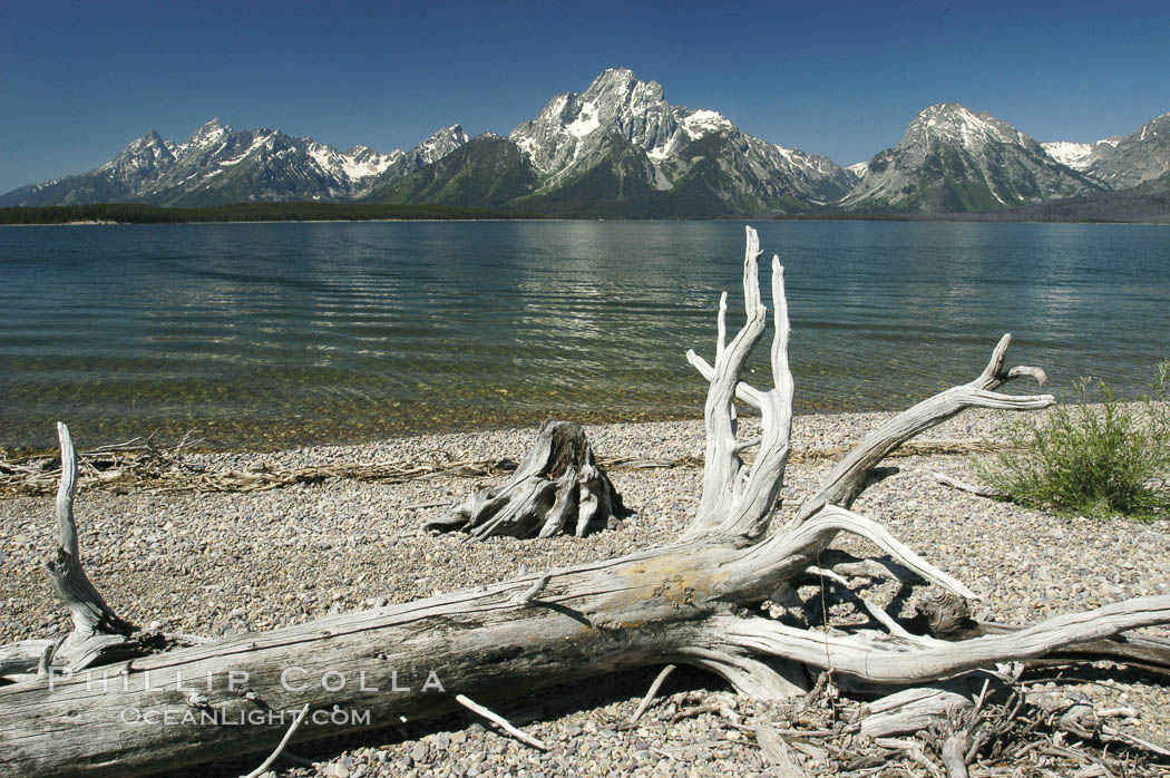 Driftwood along the shoreline of Jackson Lake with Mount Moran in the background. Grand Teton National Park, Wyoming, USA, natural history stock photograph, photo id 07413