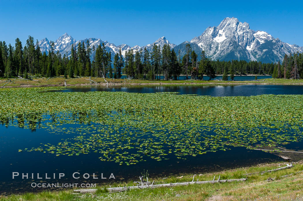 Lilypads cover Heron Pond, Mount Moran in the background. Grand Teton National Park, Wyoming, USA, natural history stock photograph, photo id 07429