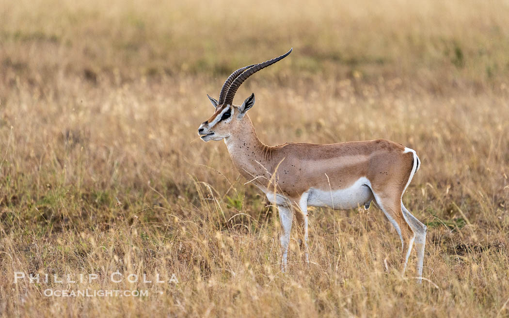 Grant's Gazelle, Nanger granti, Masai Mara., Nanger granti, natural history stock photograph, photo id 39652