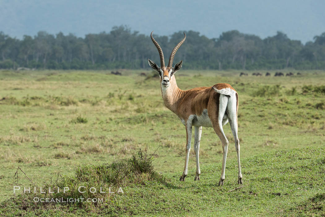 Grant's Gazelle, Maasai Mara, Kenya. Maasai Mara National Reserve, Nanger granti, natural history stock photograph, photo id 29970