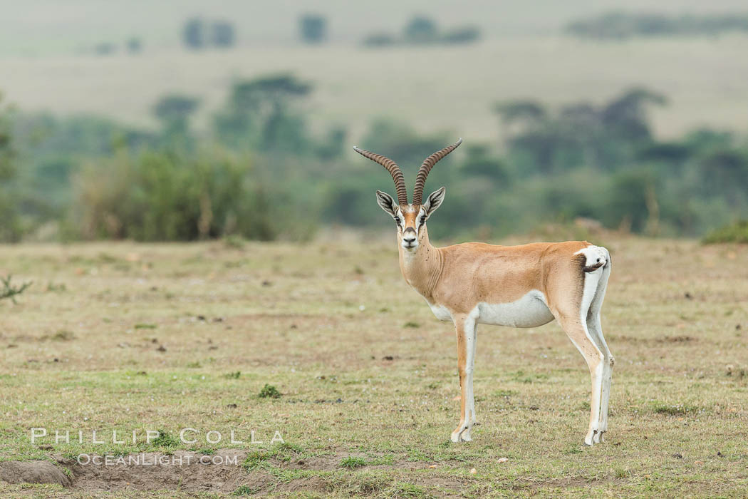 Grant's Gazelle, Maasai Mara, Kenya. Olare Orok Conservancy, Nanger granti, natural history stock photograph, photo id 30051