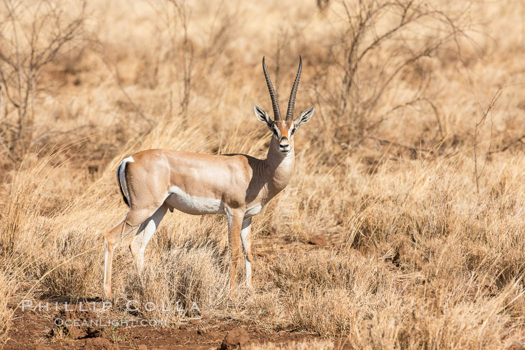 Grant's Gazelle, Meru National Park, Kenya., Nanger granti, natural history stock photograph, photo id 29716
