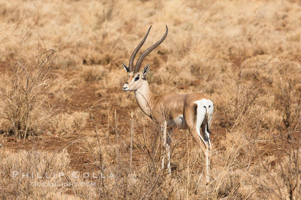 Grant's Gazelle, Meru National Park, Kenya., Nanger granti, natural history stock photograph, photo id 29715
