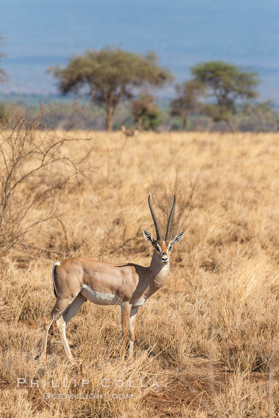 Grant's Gazelle, Meru National Park, Kenya., Nanger granti, natural history stock photograph, photo id 29717