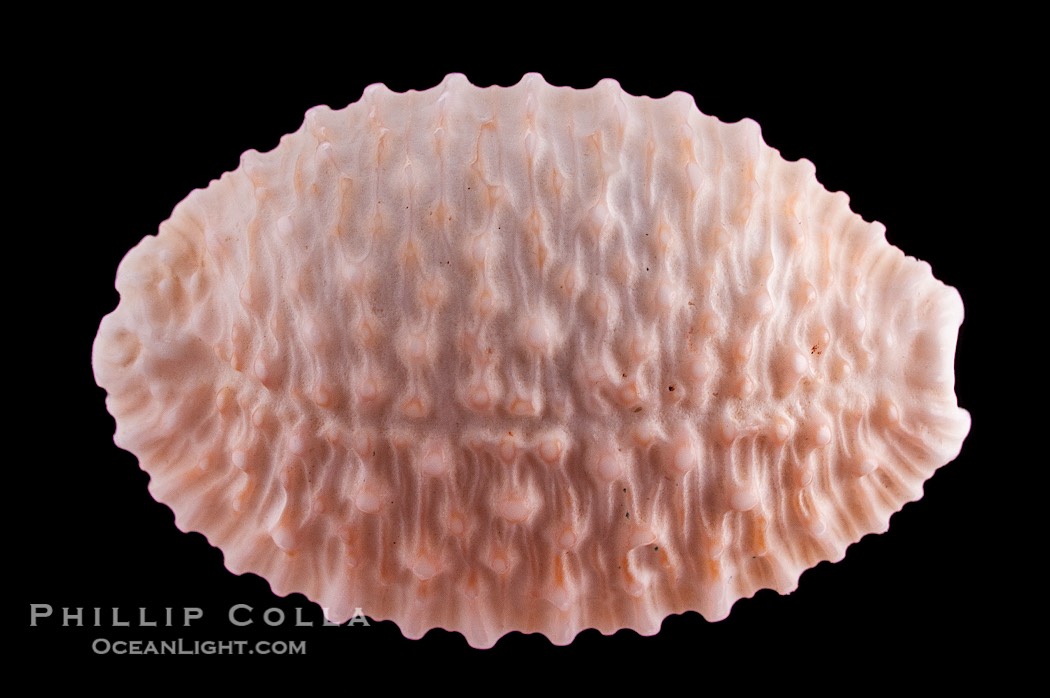 Granulated Cowrie., Cypraea granulata, natural history stock photograph, photo id 08587