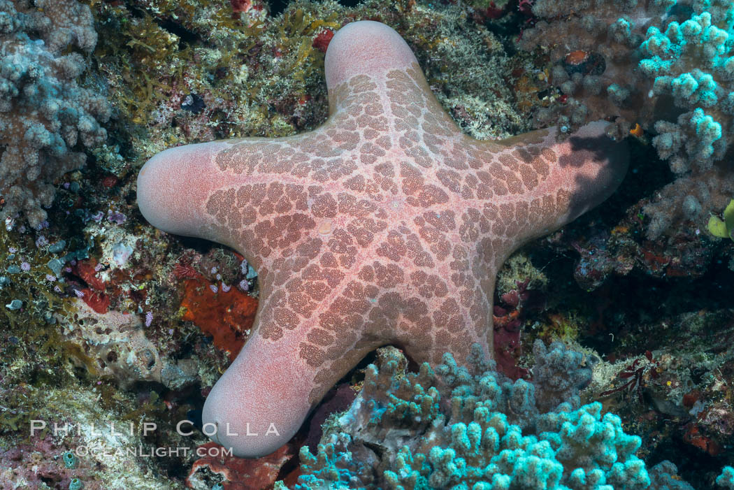 Granulated seastar, or cushion starfish, Choriaster granulatus, Fiji. Makogai Island, Lomaiviti Archipelago, natural history stock photograph, photo id 31787