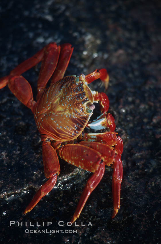 Sally Lightfoot crab. Galapagos Islands, Ecuador, Grapsus grapsus, natural history stock photograph, photo id 01895