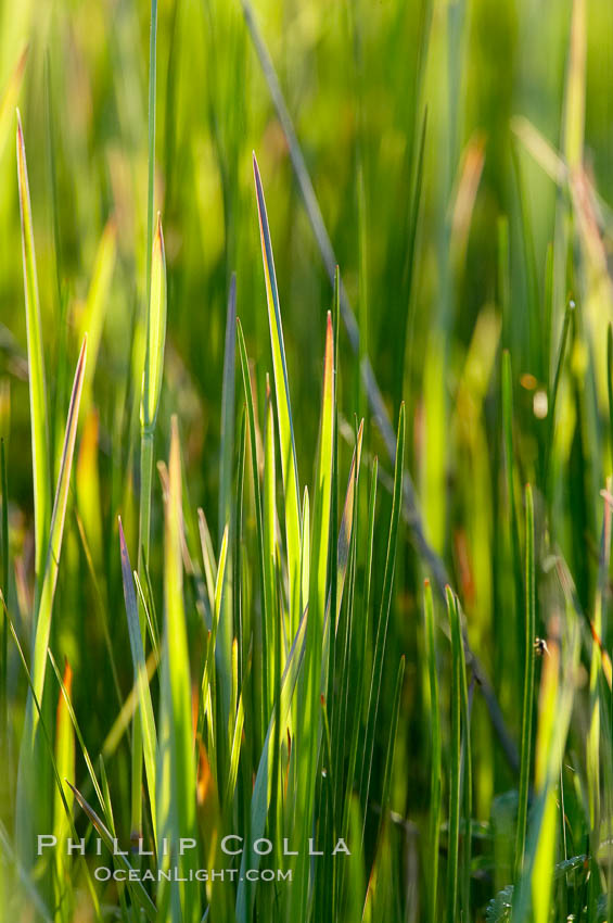 Grass backlit by the setting sun. Lake Clark National Park, Alaska, USA, natural history stock photograph, photo id 19084