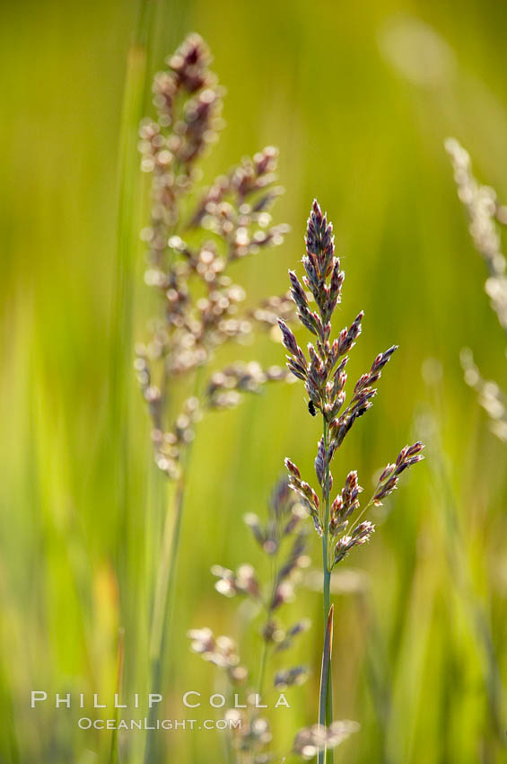 Grass backlit by the setting sun. Lake Clark National Park, Alaska, USA, natural history stock photograph, photo id 19083