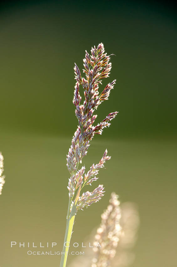 Grass backlit by the setting sun. Lake Clark National Park, Alaska, USA, natural history stock photograph, photo id 19085