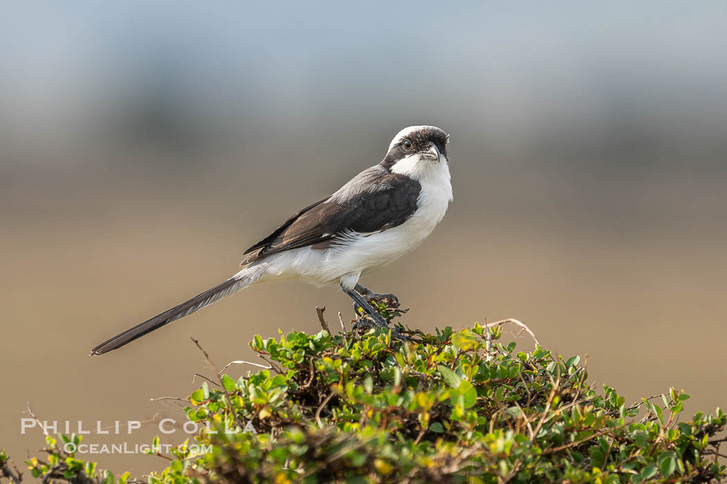 Gray-Backed Fiscal, Lanius excubitoroides, Masai Mara, Kenya., Lanius excubitoroides, natural history stock photograph, photo id 39624