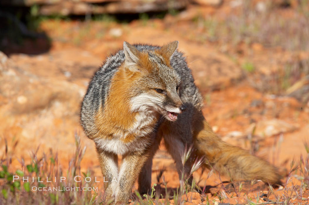 Gray fox.  Gray foxes are found in deciduous woodlands, but are occasionally seen in old fields foraging for fruits and insects. Gray foxes resemble small, gracile dogs with bushy tails. They are distinguished from most other canids by their grizzled upperparts, buff neck and black-tipped tail., Urocyon cinereoargenteus, natural history stock photograph, photo id 12090