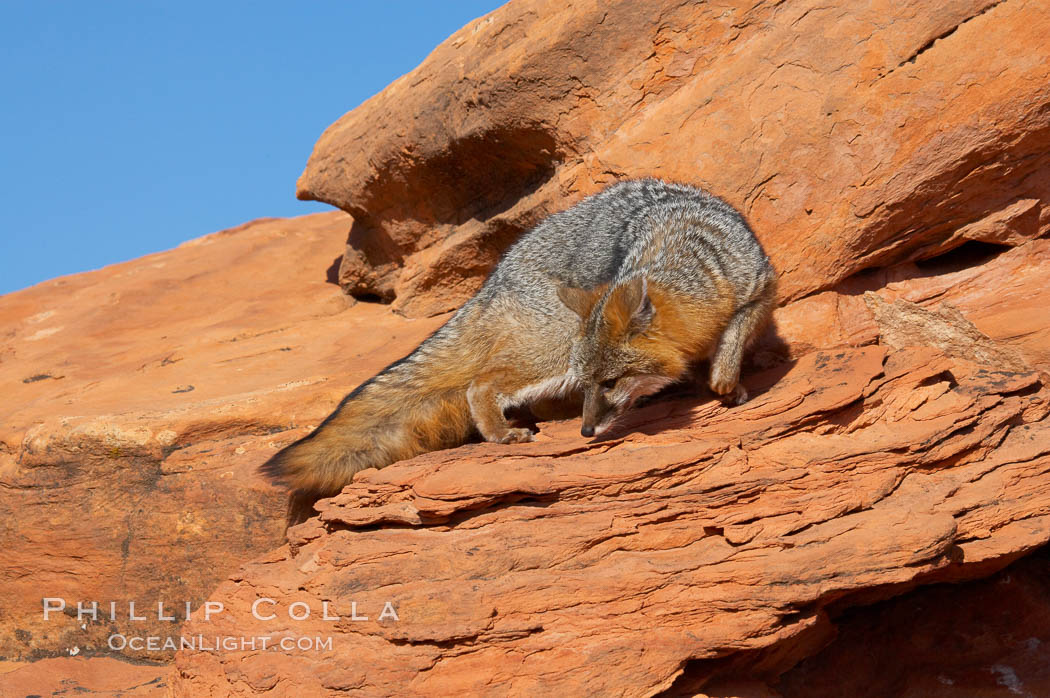 Gray fox.  Gray foxes are found in deciduous woodlands, but are occasionally seen in old fields foraging for fruits and insects. Gray foxes resemble small, gracile dogs with bushy tails. They are distinguished from most other canids by their grizzled upperparts, buff neck and black-tipped tail., Urocyon cinereoargenteus, natural history stock photograph, photo id 12102