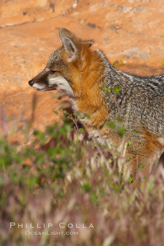 Gray fox.  Gray foxes are found in deciduous woodlands, but are occasionally seen in old fields foraging for fruits and insects. Gray foxes resemble small, gracile dogs with bushy tails. They are distinguished from most other canids by their grizzled upperparts, buff neck and black-tipped tail., Urocyon cinereoargenteus, natural history stock photograph, photo id 12099