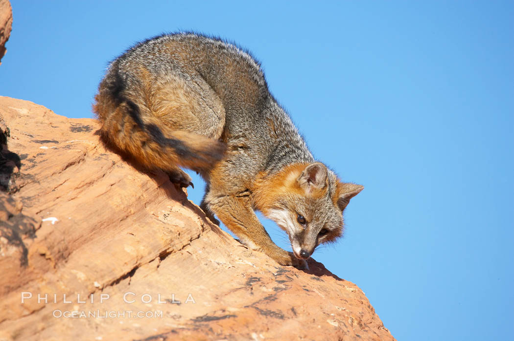 Gray fox.  Gray foxes are found in deciduous woodlands, but are occasionally seen in old fields foraging for fruits and insects. Gray foxes resemble small, gracile dogs with bushy tails. They are distinguished from most other canids by their grizzled upperparts, buff neck and black-tipped tail., Urocyon cinereoargenteus, natural history stock photograph, photo id 12105