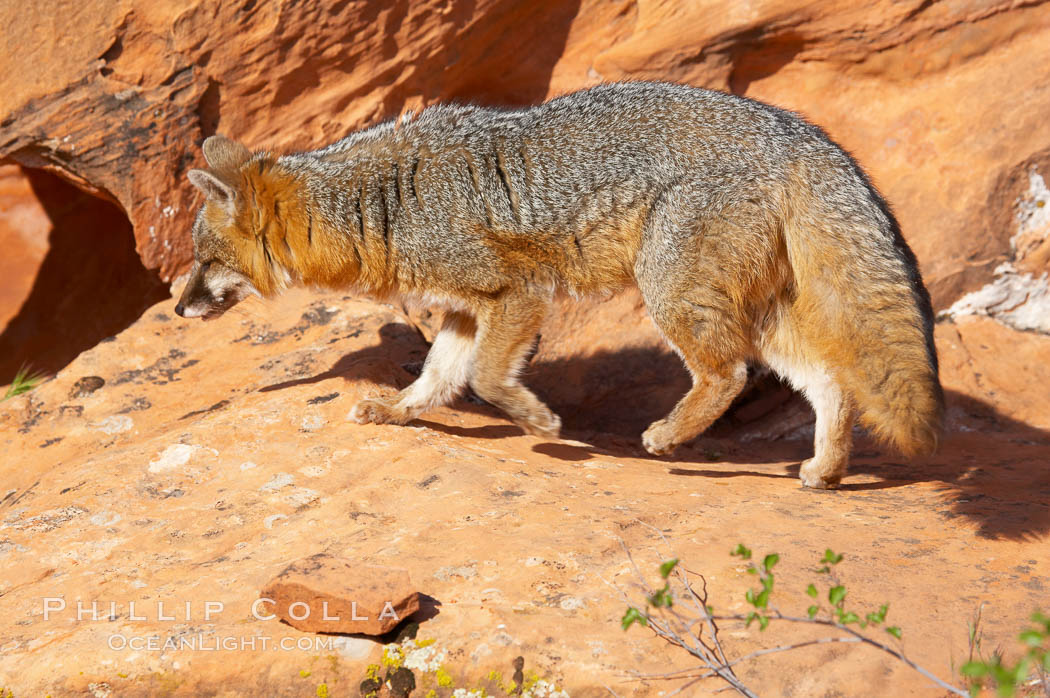 Gray fox.  Gray foxes are found in deciduous woodlands, but are occasionally seen in old fields foraging for fruits and insects. Gray foxes resemble small, gracile dogs with bushy tails. They are distinguished from most other canids by their grizzled upperparts, buff neck and black-tipped tail., Urocyon cinereoargenteus, natural history stock photograph, photo id 12106