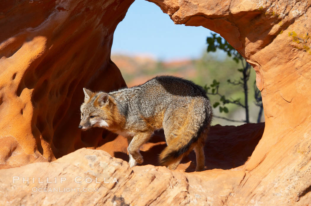 Gray fox.  Gray foxes are found in deciduous woodlands, but are occasionally seen in old fields foraging for fruits and insects. Gray foxes resemble small, gracile dogs with bushy tails. They are distinguished from most other canids by their grizzled upperparts, buff neck and black-tipped tail., Urocyon cinereoargenteus, natural history stock photograph, photo id 12088