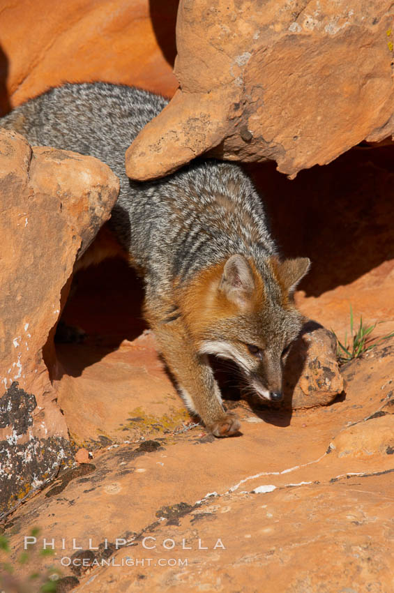 Gray fox.  Gray foxes are found in deciduous woodlands, but are occasionally seen in old fields foraging for fruits and insects. Gray foxes resemble small, gracile dogs with bushy tails. They are distinguished from most other canids by their grizzled upperparts, buff neck and black-tipped tail., Urocyon cinereoargenteus, natural history stock photograph, photo id 12100