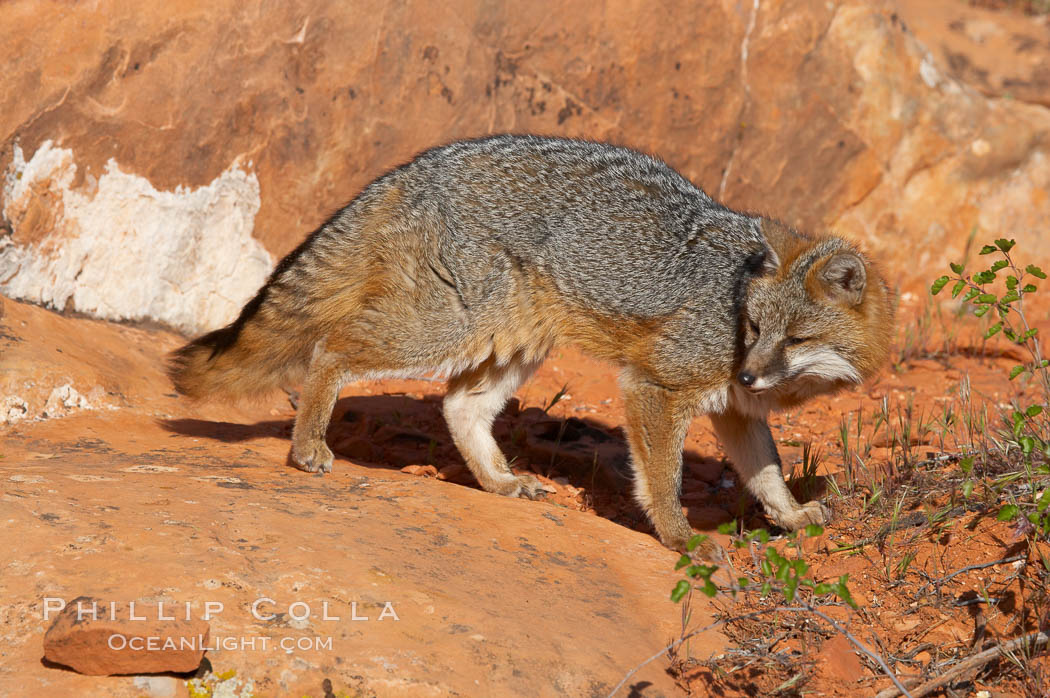 Gray fox.  Gray foxes are found in deciduous woodlands, but are occasionally seen in old fields foraging for fruits and insects. Gray foxes resemble small, gracile dogs with bushy tails. They are distinguished from most other canids by their grizzled upperparts, buff neck and black-tipped tail., Urocyon cinereoargenteus, natural history stock photograph, photo id 12091