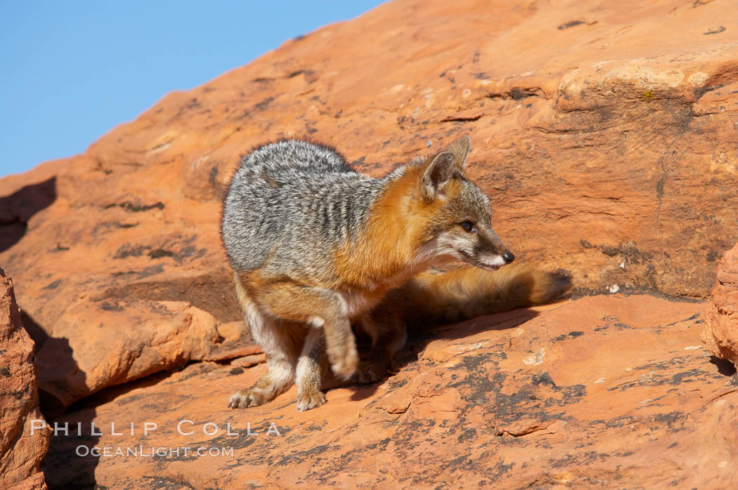 Gray fox.  Gray foxes are found in deciduous woodlands, but are occasionally seen in old fields foraging for fruits and insects. Gray foxes resemble small, gracile dogs with bushy tails. They are distinguished from most other canids by their grizzled upperparts, buff neck and black-tipped tail., Urocyon cinereoargenteus, natural history stock photograph, photo id 12103