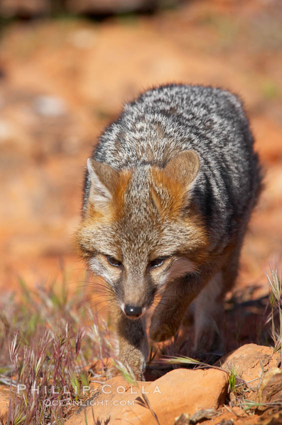 Gray fox.  Gray foxes are found in deciduous woodlands, but are occasionally seen in old fields foraging for fruits and insects. Gray foxes resemble small, gracile dogs with bushy tails. They are distinguished from most other canids by their grizzled upperparts, buff neck and black-tipped tail., Urocyon cinereoargenteus, natural history stock photograph, photo id 12097