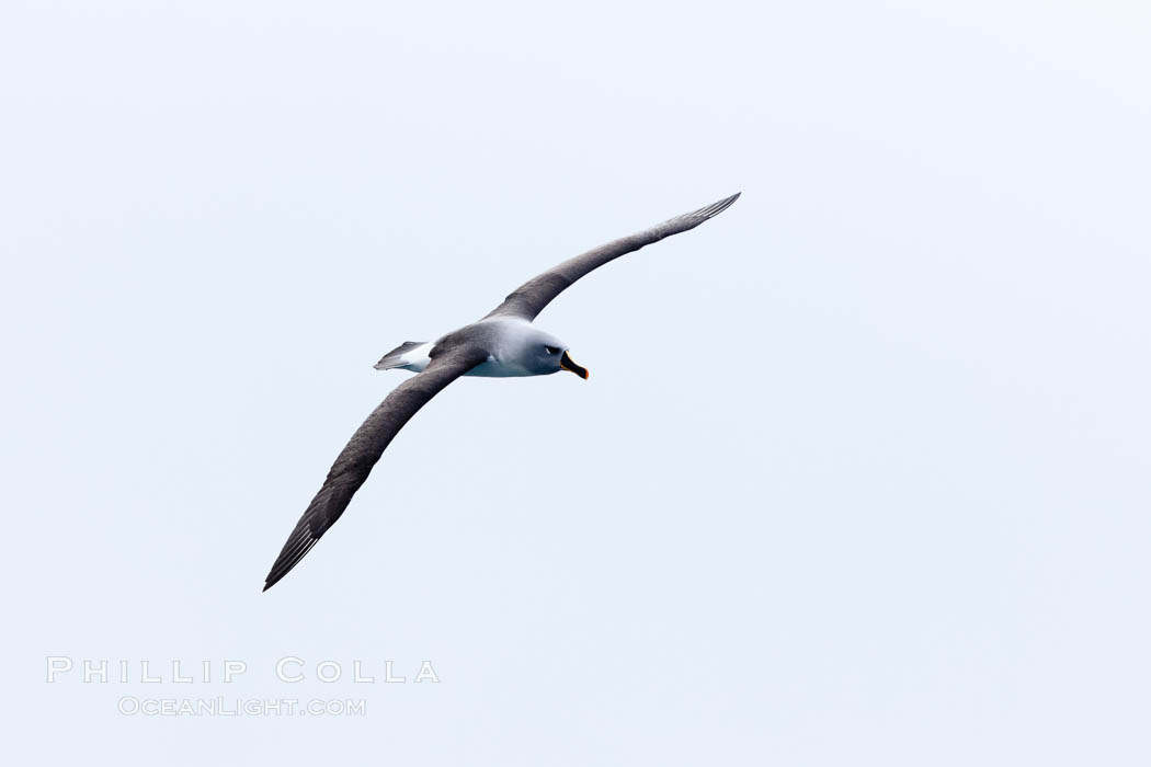 Gray-headed albatross, in flight. South Georgia Island, Thalassarche chrysostoma, natural history stock photograph, photo id 24339