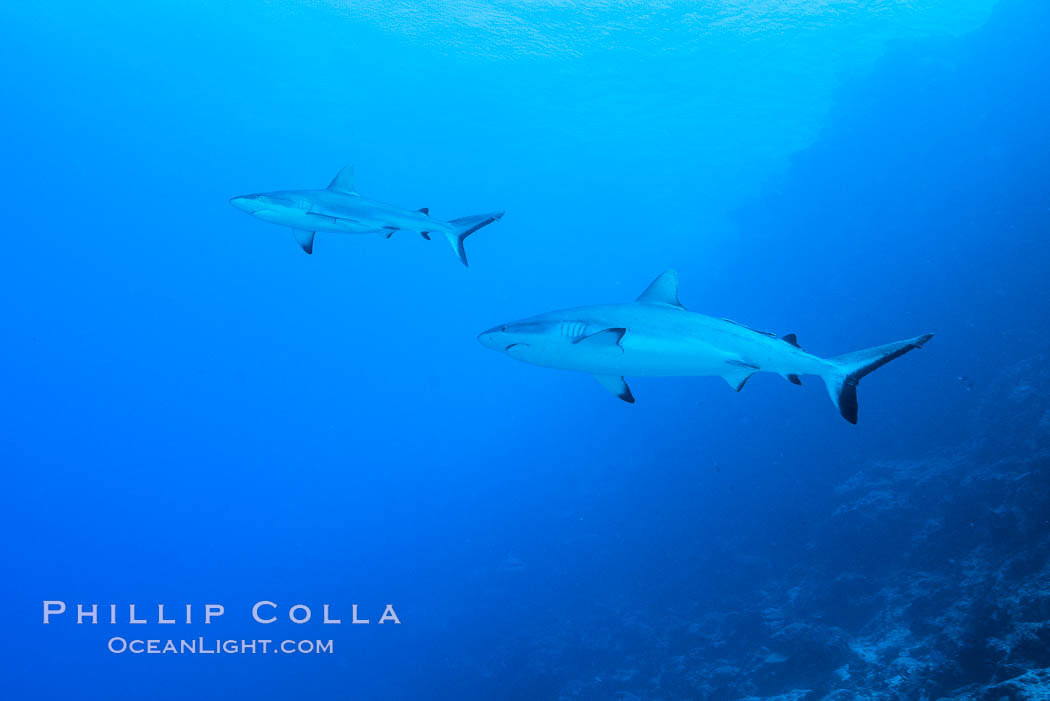 Gray reef sharks, Nigali Pass, Fiji. Nigali Passage, Gau Island, Lomaiviti Archipelago, natural history stock photograph, photo id 31723