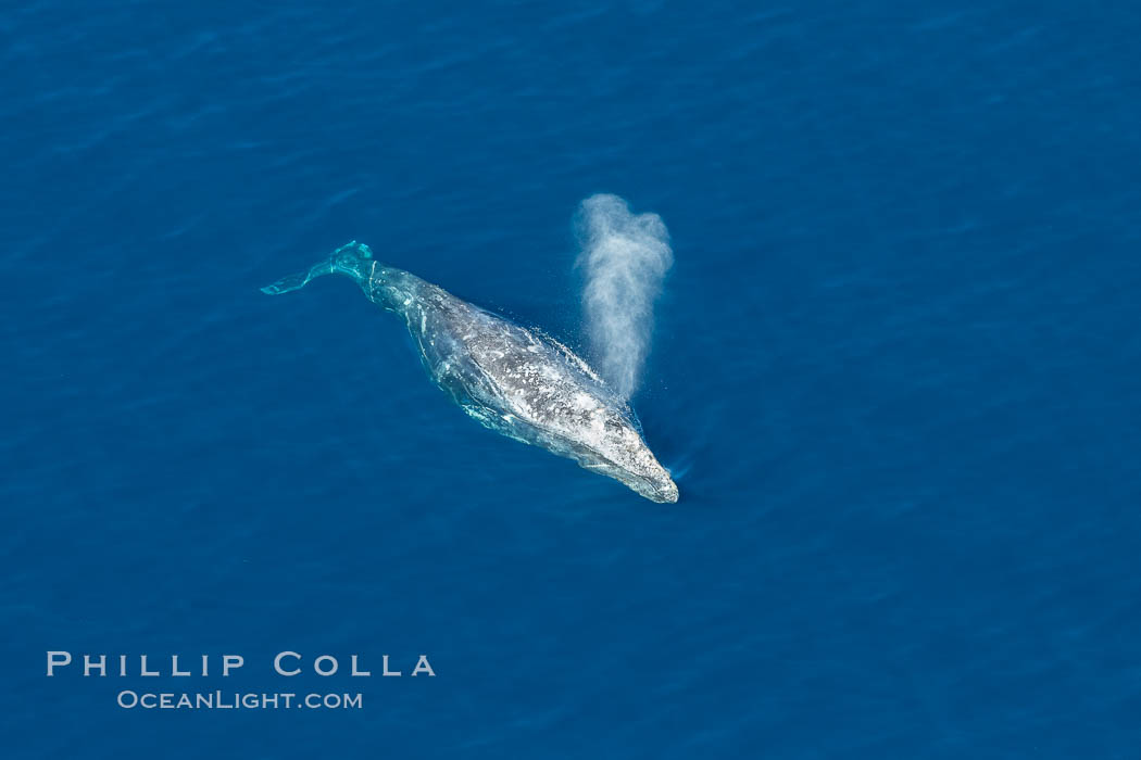 Gray whale blowing at the ocean surface, exhaling and breathing as it prepares to dive underwater. Encinitas, California, USA, Eschrichtius robustus, natural history stock photograph, photo id 29034