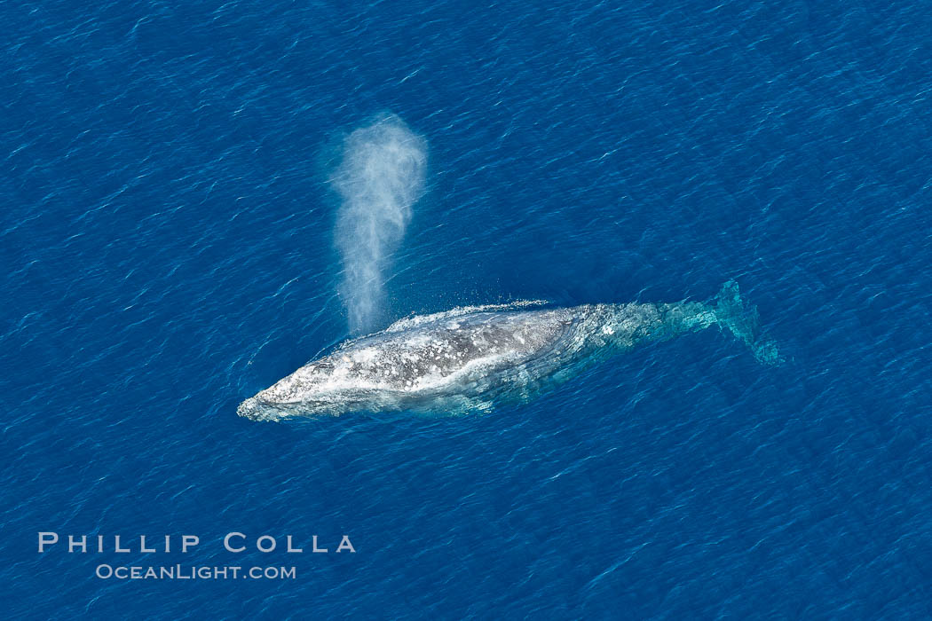 Gray whale blowing at the ocean surface, exhaling and breathing as it prepares to dive underwater. Encinitas, California, USA, Eschrichtius robustus, natural history stock photograph, photo id 29040