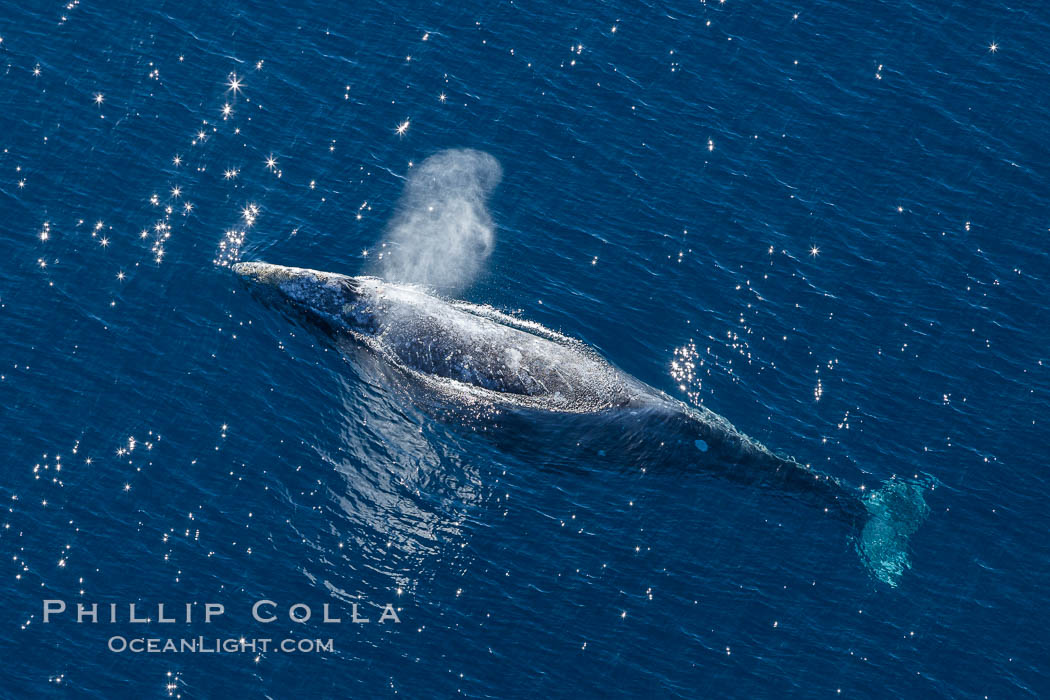 Gray whale blowing at the ocean surface, exhaling and breathing as it prepares to dive underwater. Encinitas, California, USA, Eschrichtius robustus, natural history stock photograph, photo id 29044