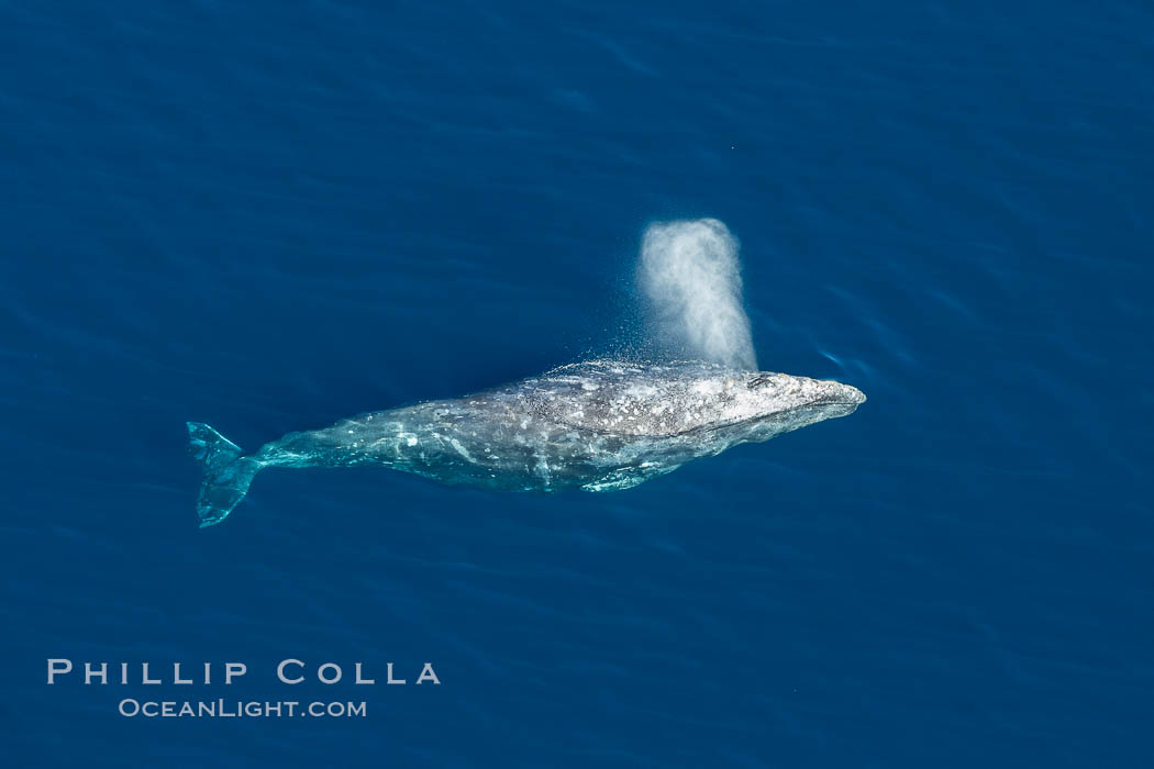 Gray whale blowing at the ocean surface, exhaling and breathing as it prepares to dive underwater. Encinitas, California, USA, Eschrichtius robustus, natural history stock photograph, photo id 29035
