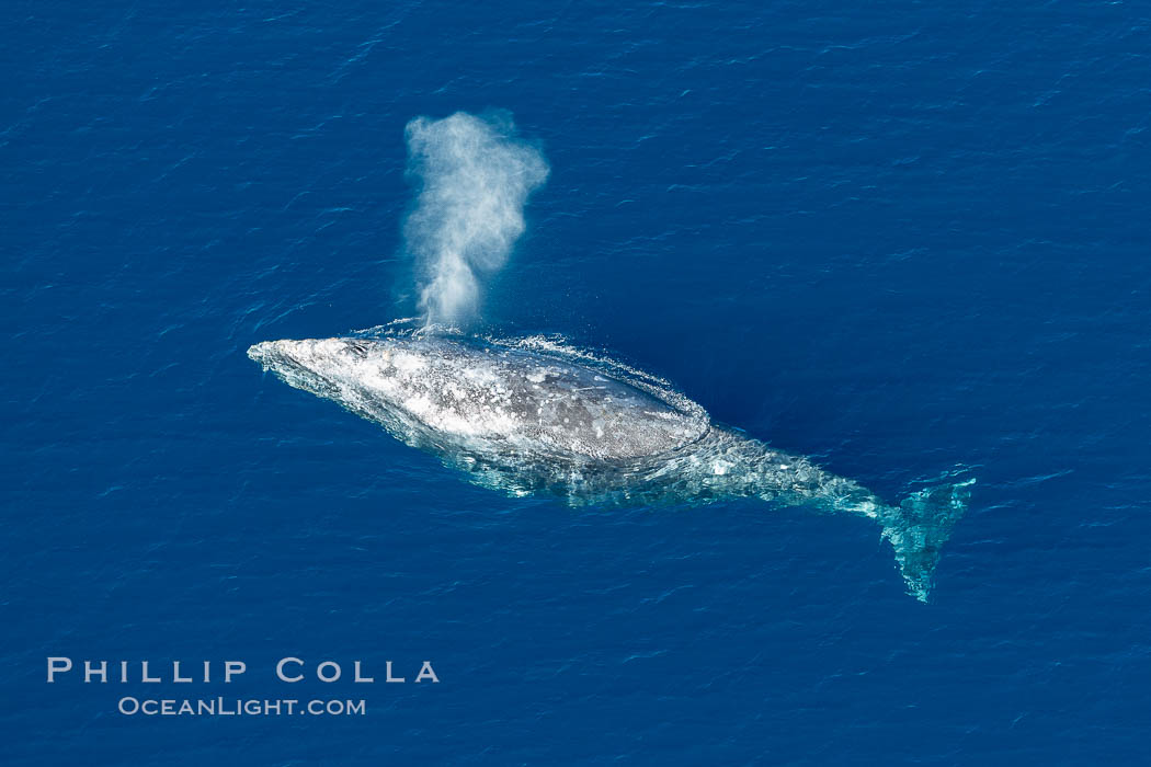 Gray whale blowing at the ocean surface, exhaling and breathing as it prepares to dive underwater. Encinitas, California, USA, Eschrichtius robustus, natural history stock photograph, photo id 29041