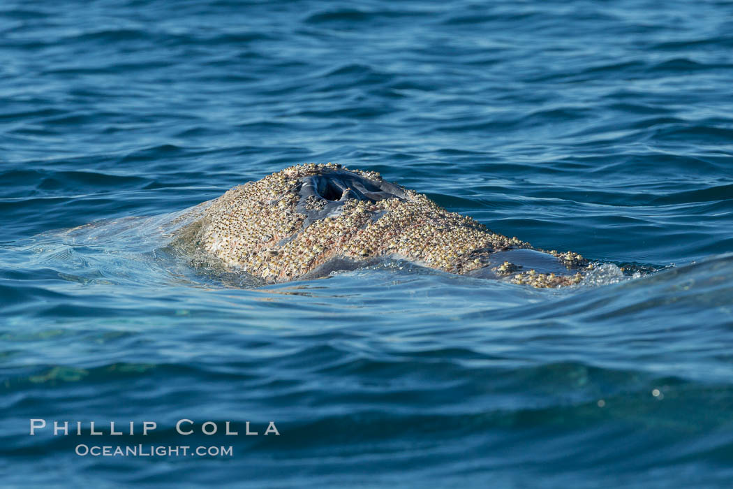 Gray whale dorsal aspect showing blowhole and characteristic skin mottling and ectoparasitic barnacles and whale lice (amphipod crustaceans). San Diego, California, USA, Eschrichtius robustus, natural history stock photograph, photo id 30456