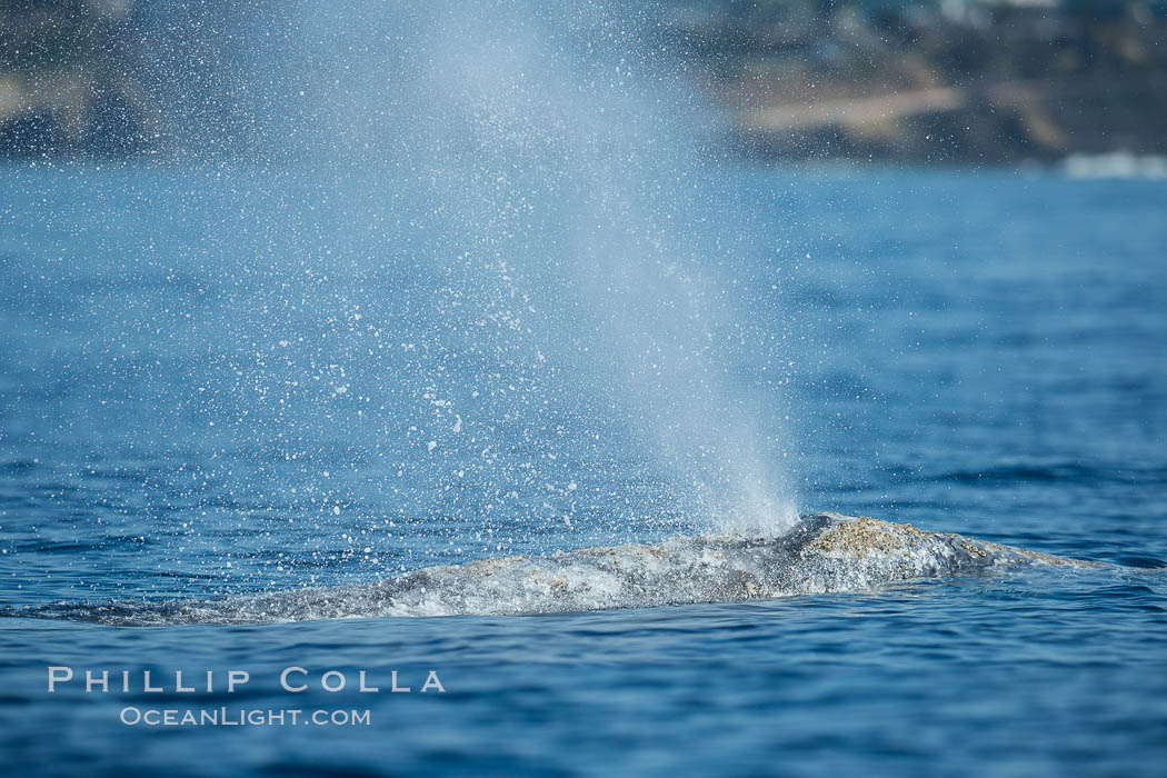 Gray whale dorsal aspect showing blowhole and characteristic skin mottling and ectoparasitic barnacles and whale lice (amphipod crustaceans). San Diego, California, USA, Eschrichtius robustus, natural history stock photograph, photo id 30465