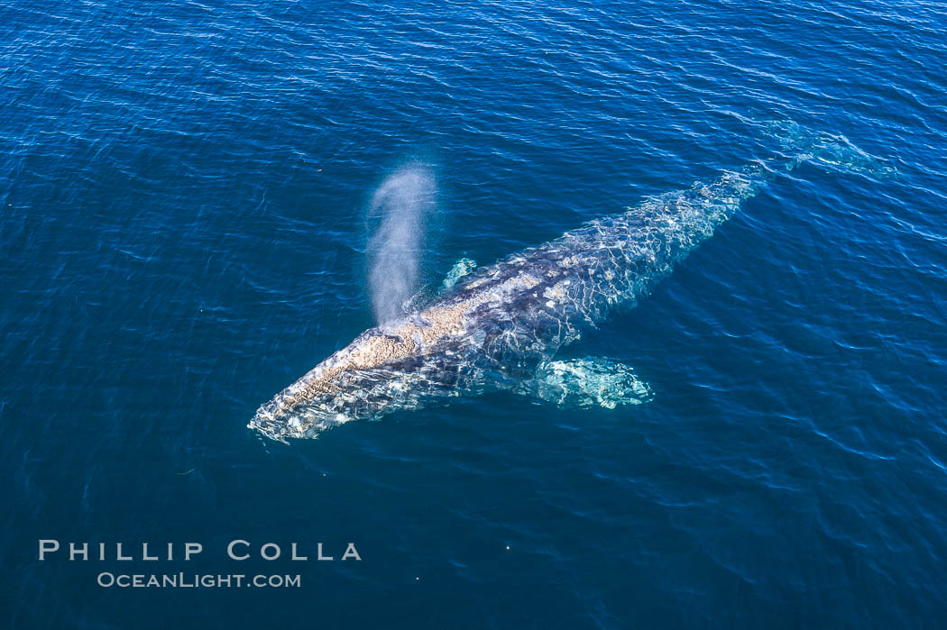 Gray whale blowing at the ocean surface, aerial photo., natural history stock photograph, photo id 38085
