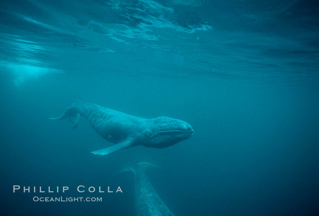 Gray whale, neonate calf and cow. Monterey, California, USA, Eschrichtius robustus, natural history stock photograph, photo id 01134