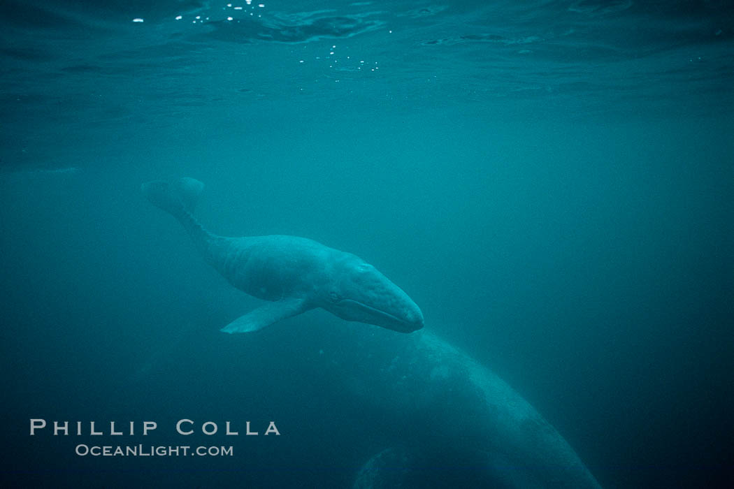 Gray whale, neonate calf and cow. Monterey, California, USA, Eschrichtius robustus, natural history stock photograph, photo id 01132