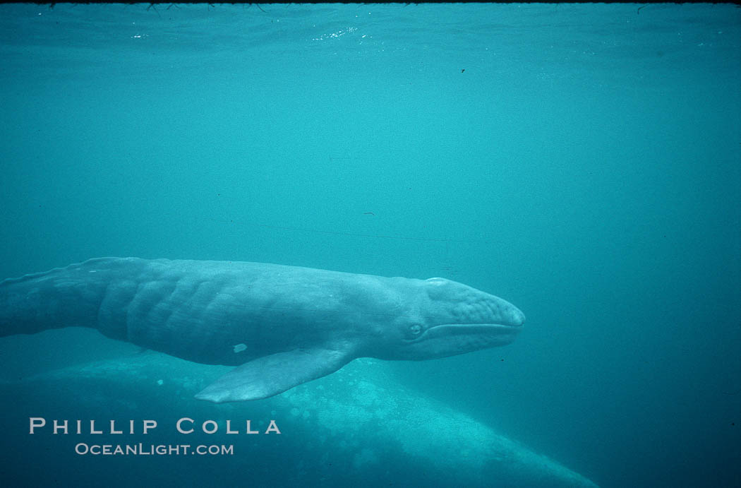Gray whale, neonate calf, Monterey. Big Sur, California, USA, Eschrichtius robustus, natural history stock photograph, photo id 05772