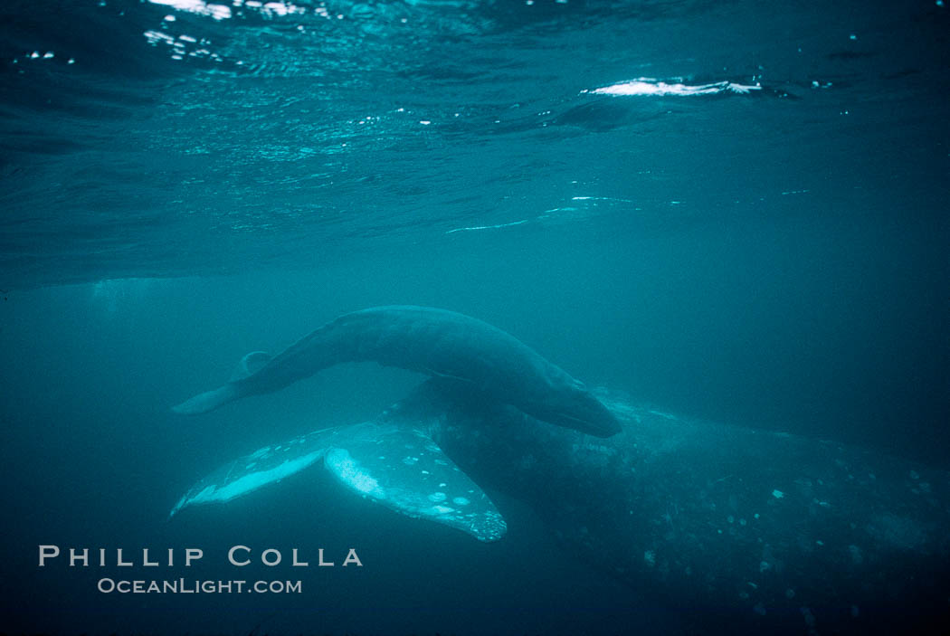 Gray whale, neonate calf and cow. Monterey, California, USA, Eschrichtius robustus, natural history stock photograph, photo id 01139