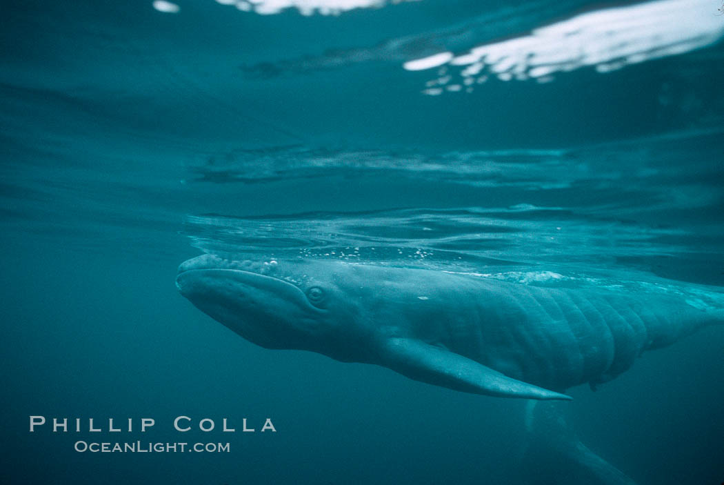 Gray whale, neonate calf with embryonic folds visible. Monterey, California, USA, Eschrichtius robustus, natural history stock photograph, photo id 01129