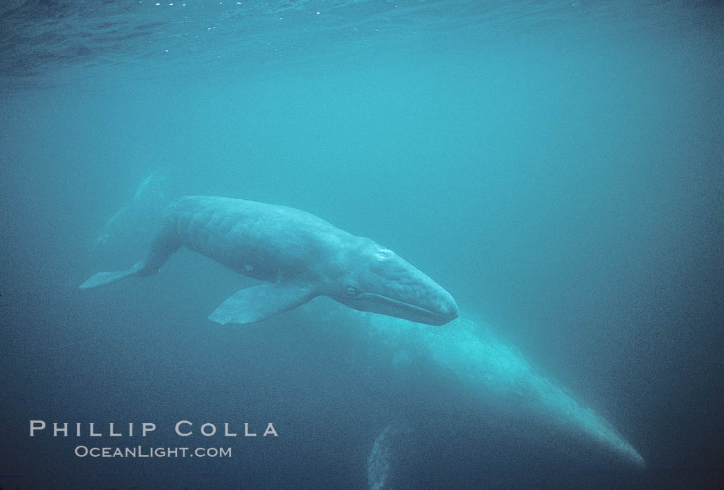 Gray whale, neonate calf and cow. Monterey, California, USA, Eschrichtius robustus, natural history stock photograph, photo id 01133