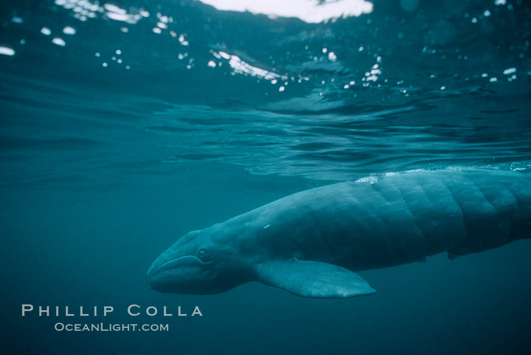 Gray whale, neonate calf with embryonic folds visible. Monterey, California, USA, Eschrichtius robustus, natural history stock photograph, photo id 05773